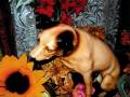 Memphis Minnie,Down In The Alley, 