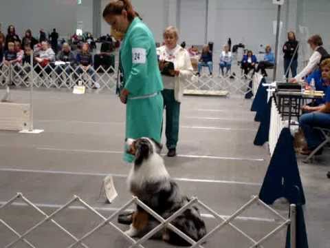Virginia Beach Dog Show 2010 - Rally Competition - Expert II