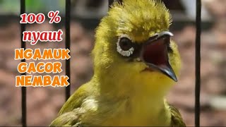 Download lagu Pleci Gacor nembak panjang plus suara pleci betina manggil jantan bersautan mp3
