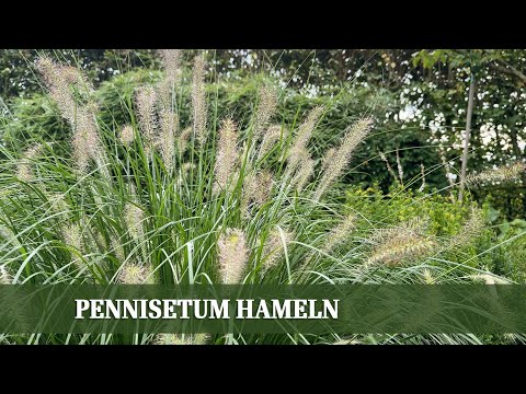 Warum das kleine Lampenputzergras dein Beet verändert