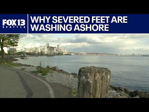 Why severed feet keep washing ashore in Puget Sound, according to experts