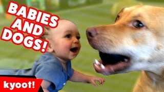 Dogs Playing with Babies Compilation October 2016 