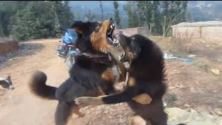 Dogs fight  Dangerous Attacking and Good Defence  