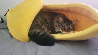 Banana cat!!! Cat enjoys Banana bed!!