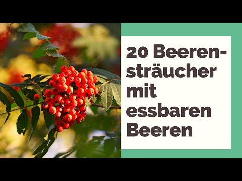 20 Beerensträucher mit essbaren Beeren