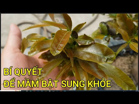 🔴 QBS23404 - BÍ QUYẾT XẢ TÀN ĐỂ CÂY MAI BẬT MẦM SUNG KHỎE | CÁCH ĐI PHÂN THUỐC CHO CÂY MAI MIỀN BẮC