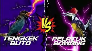Download lagu masteran mewah!! tembakan sadis!!!variasi TENGKEK buto vs pelatuk bawang mp3