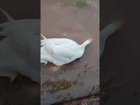 Swan ducky || duck water short Video || Maimuna