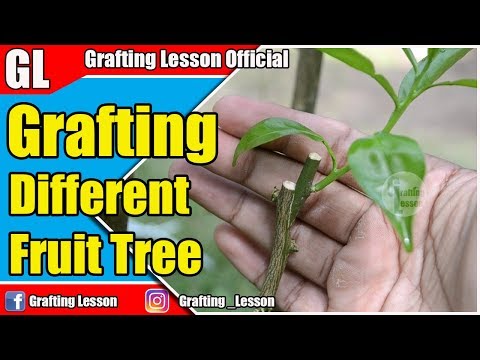 Grafting Different Fruit Trees Step by Step