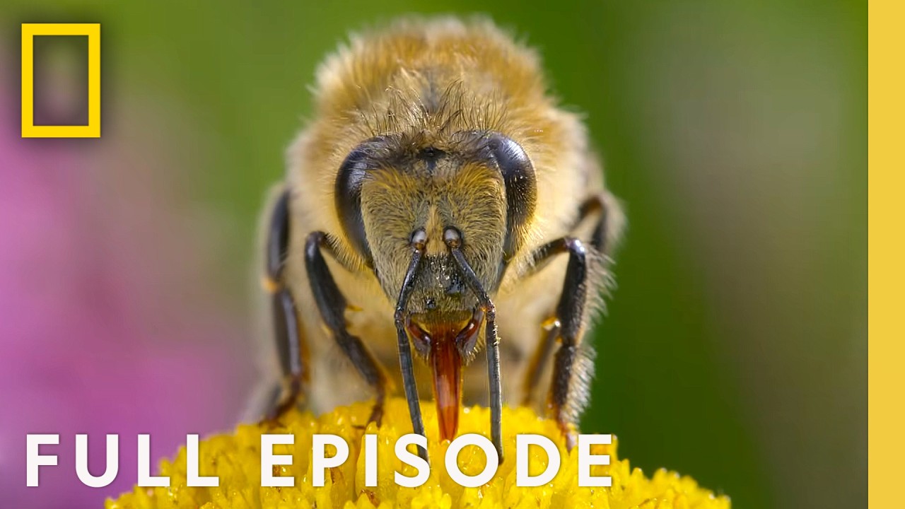 The Hive (Full Episode) | Secrets of the Bees Narrated by Bertie Gregory | National Geographic