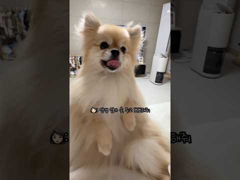 개인기 두 개를 동시에 시켰을 때 갱이씨 반응
