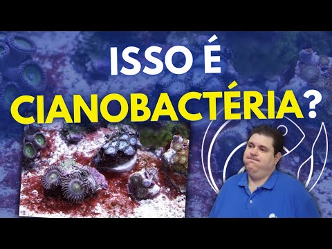 ISSO É CIANOBACTÉRIA?