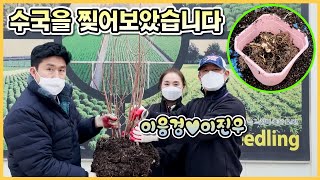 수국 번식의 혁명!! 수국이 뿌리만으로도 번식을 하네요!! feat. 배우 이응경❤이진우