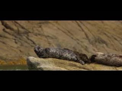 Ray Mears' Bushcraft S01E02 - Jungle Camp