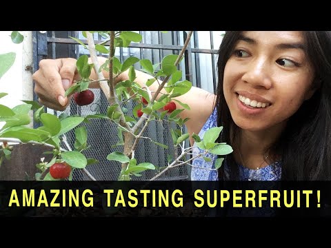 Fast Fruiting, Super Fruit On Tiny Tree, Acerola Barbados Cherry