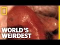 Kangaroo Birth World S Weirdest