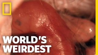 Kangaroo Birth | World&#39;s Weirdest