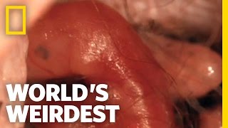 World's Weirdest - Kangaroo Birth
