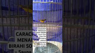 Download lagu CARA CEPAT MENAIKAN BIRAHI SOGON #sogon #sogongacorngobra #sogongacordor #sogonbahan mp3