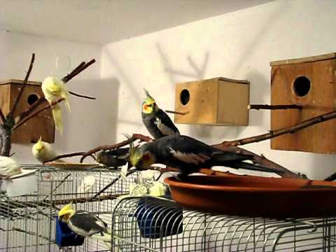 parrots at home 5 papugi w domu 5