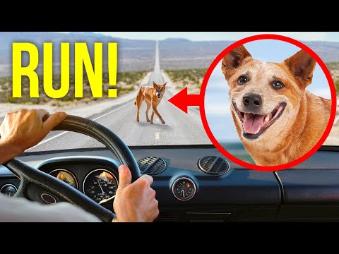 11 Cute Animals With Hidden Dangers You Should Know