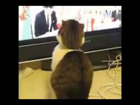 funny videos  cats