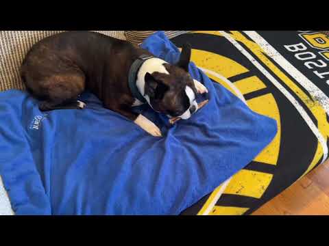BOSTON TERRIER Tries A K9 Cookhouse Bully Stick For the First Time!