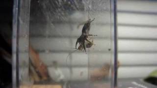 Jumping spider VS cricket.....