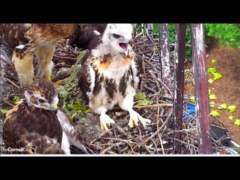 Cornell Hawks ~ BR Brings In Chipmunk & L-4 Claims It! L-1 On Fledge Ledge & Great Closeups 6.2.22