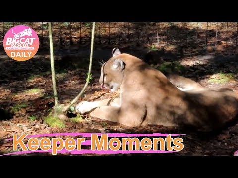 download lagu mp3 mp4 Is 22000, download lagu Is 22000 gratis, unduh video klip Is 22000