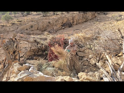 💪Jahangir's journey to the mountains to bring caper grass | Nomadic life