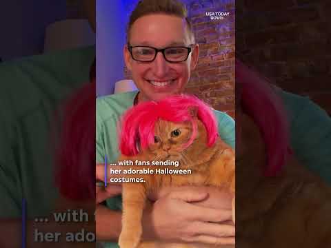 Cat’s Halloween costume try-ons turn rescue story into viral sensation. See the video.
