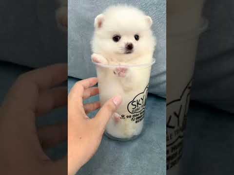 #puppylove #puppies cuteness overload #lam toc hinh qua