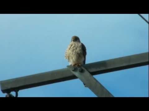 Cernícalo vulgar ( Falco tinnunculus )  Kestrel