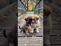 Little Cutest Puppies Playing Puppy Cute Cutedog Dog Pets Shorts