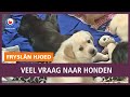 REPO: Veel vraag naar honden in coronatijd