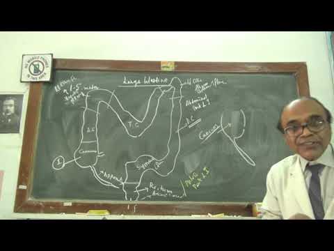 A Introduction to large intestine(colon) and caecum except histology later.