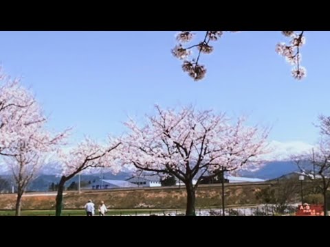 030 SAKURA-CHERRY BLOSSOM JAPAN 2023/SAAN BA MERON?