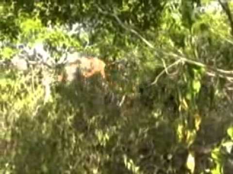 SELA RASGADA  ponto G