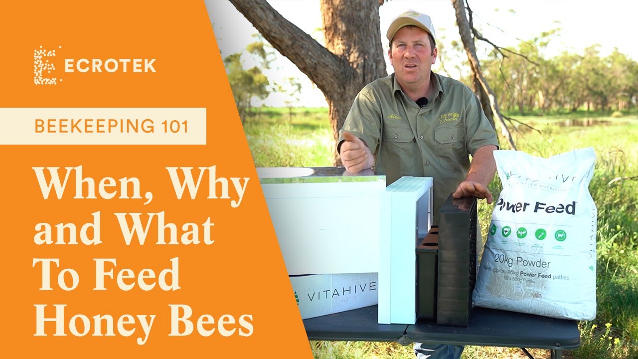 Bee Feeding Part 1: When, Why and What To Feed Honey Bees | Ecrotek Beekeeping Supplies