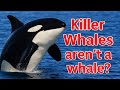 Killer Whales Are Really Dolphins