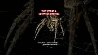 Spider Webs Transfer Signals Like a Nervous System#SpiderScience#NatureFacts#ScienceShorts#Animal