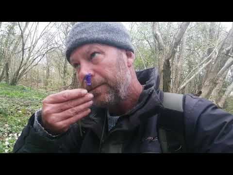 How to tell the difference between native UK bluebells and Spanish