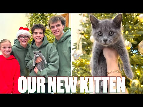 INTRODUCING THE NEWEST MEMBER OF OUR FAMILY LUNA "LULU" BINGHAM | THE CHRISTMAS MIRACLE KITTEN