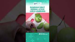 Download lagu Inilah Ramuan Obat Herbal yang Mampu Atasi Luka Lambung: Air Daun Poncosudo hingga Daun Jambu Biji mp3 Download lagu Inilah Ramuan Obat Herbal yang Mampu Atasi Luka Lambung: Air Daun Poncosudo hingga Daun Jambu Biji mp3
