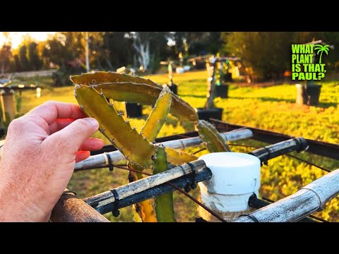 COLD SENSITIVE DRAGON FRUIT ( Desert King, Hawaiian, Godzilla, Armando, Thai Royal Blood & MORE)