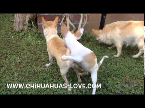 Click to View : Cachorro Chihuahua con Instinto Semental