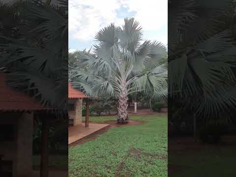 Neto mostrando árvore grande plantas diferentes #rancho mira estrela cidade de mira estrela