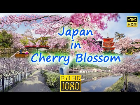Japan in Cherry Blossom Season, HDR. 4K