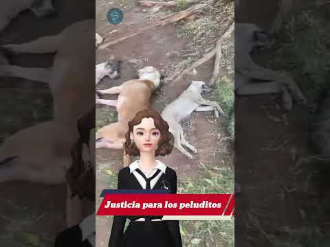 El Salvador exige justicia por la vida de quienes no tienen voz 🇸🇻🐾 #noticias #elsalvador #parati